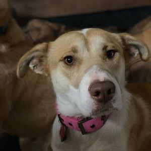 Meet your Posher, Dakota